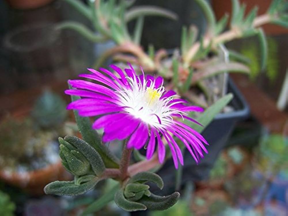 Stardust (Ice Delosperma) for planting in garden